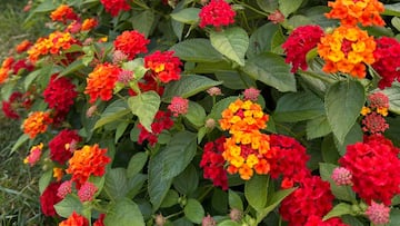 La planta más fácil de cuidar que sobrevive en invierno y verano, que necesita poca agua y tiene un toque muy español