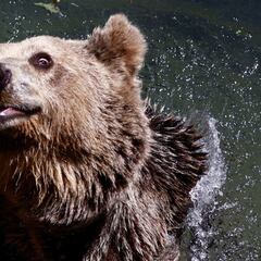 Turistas extremos de lujo se estrellan y son devorados por los osos