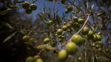 Olivos con aceitunas, en una imagen de archivo. EFE/ATIENZA