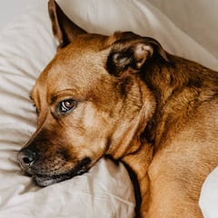 Hoteles que admiten mascotas: viaja con tu perro, gato...