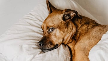 ¿Qué hoteles permiten llevar a tu perro contigo?