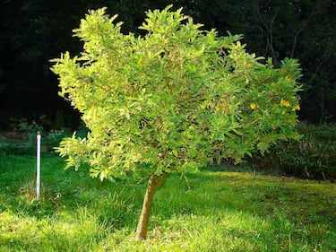 Así es el Toromiro, el árbol extinto en Rapa Nui, que fue arrasado por el incendio en el Jardín Botánico de Viña del Mar 