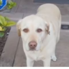 El adorable labrador que arrasa en redes al llamar al timbre de casa de su vecino: su dueño se muere de risa