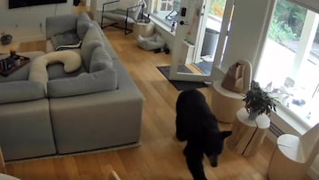 Un oso entra en una casa y la reacción de un pomerania al verse ya es viral en todo el mundo