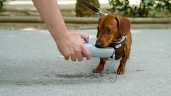 ¿Cómo saber si tu perro tiene un golpe de calor y cuáles son los síntomas?