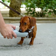 ¿Cómo saber si un perro sufre un golpe de calor, cuáles son los síntomas y qué hacer?