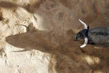 Toros bravos afeitados y toreros muertos