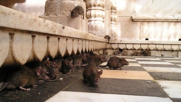 Some neighborhoods in this Spanish city report a surge in these animals, which are becoming increasingly common. Residents blame the condition of the local stream.