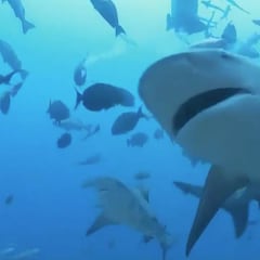 Tiburones en Sitges: estas son las playas que han cerrado