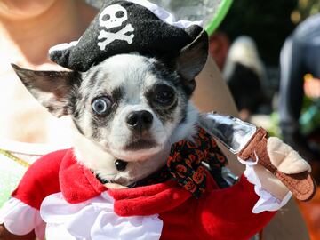 Tompkins Square Park es un parque de cuatro hectáreas del East Side de Manhattan en Nueva York donde se han reunido numerosos perros disfrazados para Halloween.