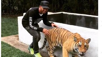 Hamilton se atreve a asustar a su mascota... ¡La tigresa Nicole!