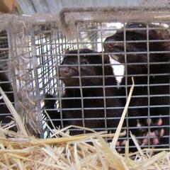 Dinamarca avanza en una vacuna contra la mutación de los visones