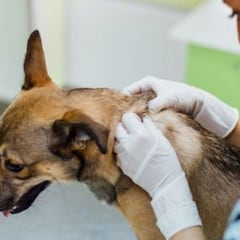 ¿Podría haber un DNI para mascotas?