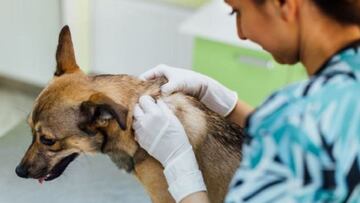 ?Podr¨ªa haber un DNI para mascotas?