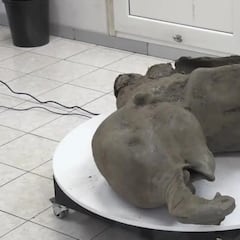 Científicos rusos no salen de su asombro con el hallazgo de un mamut en un cráter: “Es el mejor conservado del mundo”
