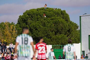 Aficionados del Quintanar encima de un árbol disfrutando del partido de Copa frente al Girona.