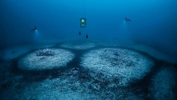 Scientists stumble upon disturbing perfect circles on the seafloor and find the key: “It was alive”.