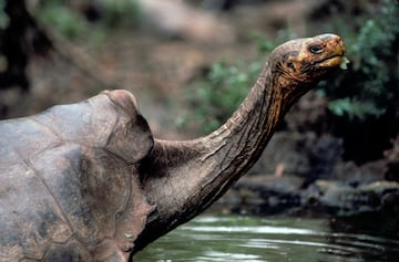 Una subespecie de tortuga de las Galápagos que estudió Charles Darwin, islas donde el biólogo observó la evolución de especies adaptadas al entorno. 
Esta subespecie se hizo popular por Solitario George, una tortuga macho que fue descubierta en 1971 cuando se creía que la especie ya estaba extinta. 
Goerge fue trasladado a la Estación Científica Charles Darwin (ECDD), en Puerto Ayora, Islas Galápagos, Ecuador. Allí le crearon zonas de anidamiento para que pudiera reproducirse con hembras de otras subespcies cercana a la suya.
Los intentos de los investigadores quedaron en balde y George murió sin descendencia en 2012, los científicos de la ECDD calculan que vivió en torno a los 100 años.