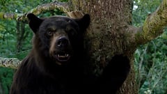 ‘Oso Intoxicado’: cuándo se estrena y en qué cines estará disponible en México