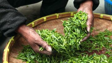 Venta de t&eacute; y consumo en el mundo.