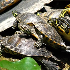 ¿Qué pasó con las tortugas de Atocha, por qué las retiraron y dónde viven ahora?