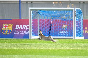 Un aficionado muy particular quiso estar ayer presente en la sesin de trabajo que el equipo azulgrana realiz en la
Ciudad Deportiva Joan Gamper de Sant Joan Desp. Un conejo corri a sus anchas por los campos de entrenamiento,
tal vez con la esperanza de ver de cerca a sus futbolistas preferidos. Esperemos que se tratase del conejo de la suerte.