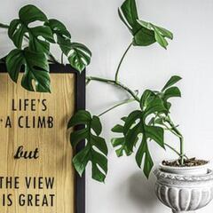 La planta de hogar por la que han pagado 16.000 euros