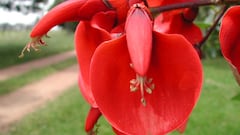 Día de la Flor Nacional | origen y por qué se celebra hoy, 22 de noviembre en Argentina