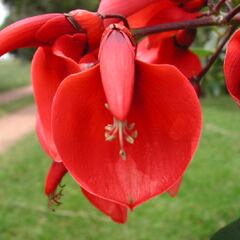 Día de la Flor Nacional | origen y por qué se celebra hoy, 22 de noviembre en Argentina