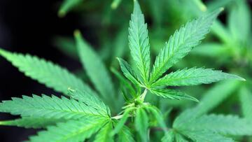 Un detector de marihuana localiza a los supercontagiadores