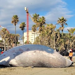 ¿Por qué aparecen delfines y ballenas muertas en las playas de Málaga?
