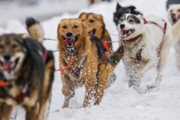 Acto ceremonial del comienzo de la carrera de trineos con perros que se celebró el pasado sábado en Anchorage, Alaska.