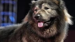 World’s most expensive dog sold for more than 5 million: “It looks like a wolf”.