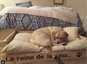 Lola es su mascota y como se puede ver en la imagen "la reina de la casa....."