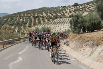 El pelotón, encabezado por el Jumbo-Visma, avanza entre olivares en la 12ª etapa de la Vuelta, disputada entre Jaén y Córdoba.