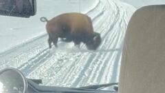 Un bisonte embiste un autobús que va a la nieve y monta el show