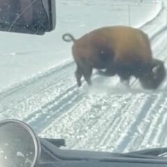 Un bisonte embiste un autobús que va a la nieve y monta el show