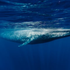 Científicos se topan en mitad del océano con un inmenso ejemplar marino no visto en décadas: “Nuestro naturalista derramó lágrimas”