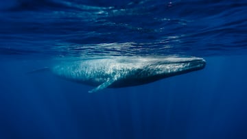 A blue whale was spotted off the coast of Massachusetts—an incredibly rare sighting that hasn’t happened in the area for over 20 years.