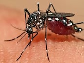 Minsal confirma la detección de peligroso mosquito en el aeropuerto de Santiago: estas son las enfermedades que transmite