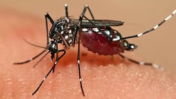 Minsal confirma la detección de peligroso mosquito en el aeropuerto de Santiago: estas son las enfermedades que transmite