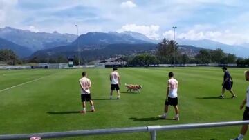 El nuevo fichaje del Valencia: un perro en el entrenamiento ché