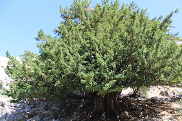 Con más de dos mil años de antigüedad, este tejo es el árbol más viejo de España y uno de los más longevos de Europa. Situado en el Parque Natural de Cazorla, ha sobrevivido a todas las etapas históricas y sigue siendo un símbolo de resistencia y vida.