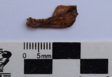 Encuentran restos de "un verdadero vampiro gigante" extinto hace 100.000 a?os