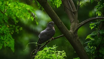 A Common Hawk-Cuckoo is sitting on the moringa tree at Tehatta, West Bengal.