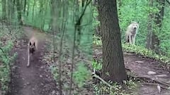 Un perro se encuentra con un lobo blanco en plena excursi&oacute;n por el bosque.