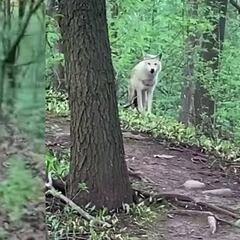 Iba de excursión con su perra cuando se toparon con un lobo blanco