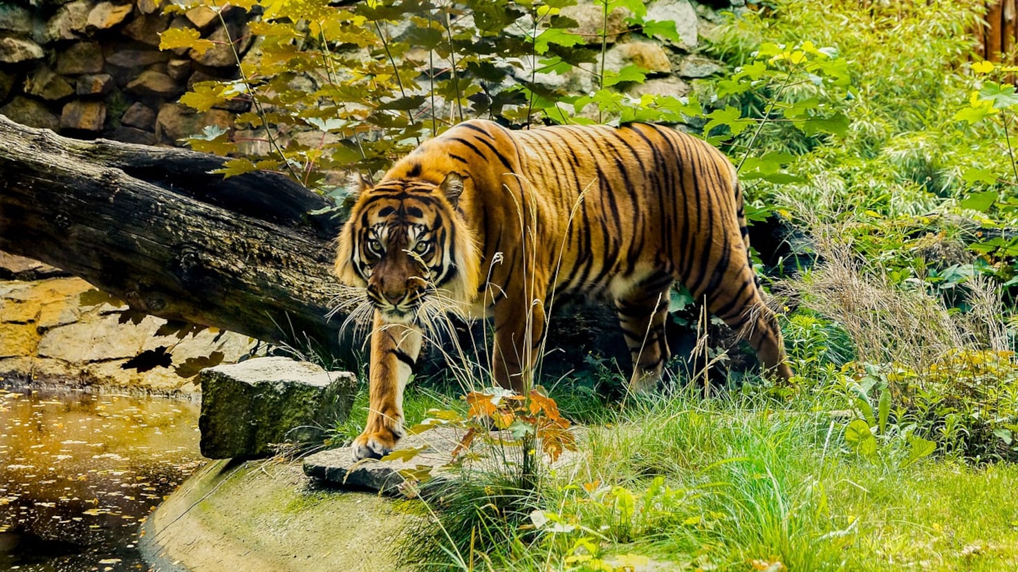 El avistamiento local que podría cambiar la condición de extinto del ...