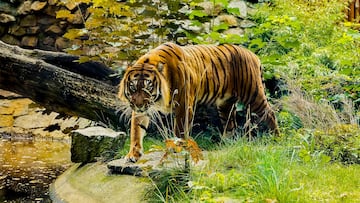 Tigre