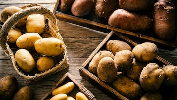 Raw potatoes varied of different shapes and colors on rustic wood after harvest